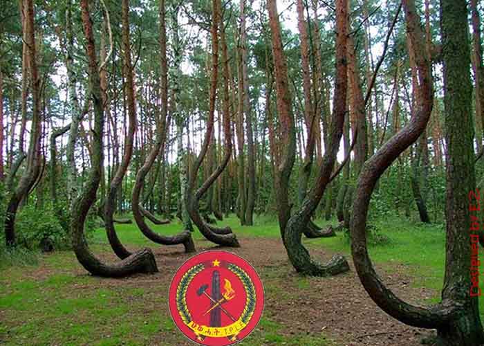 Crooked forest and TPLF. Crooked forest and TPLF.