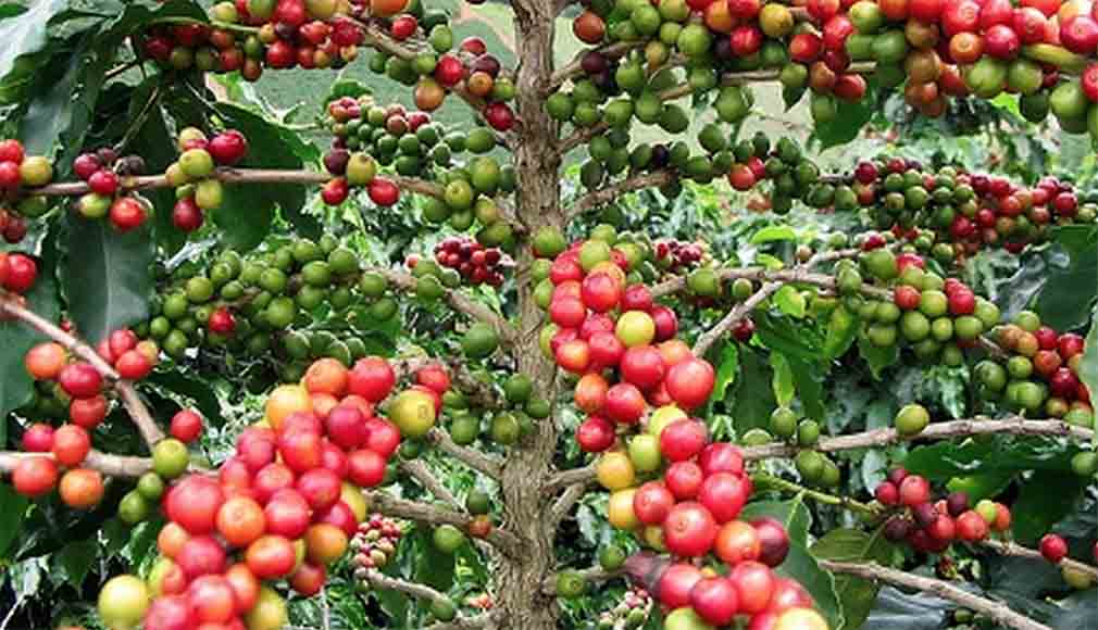 ቡና | Coffee